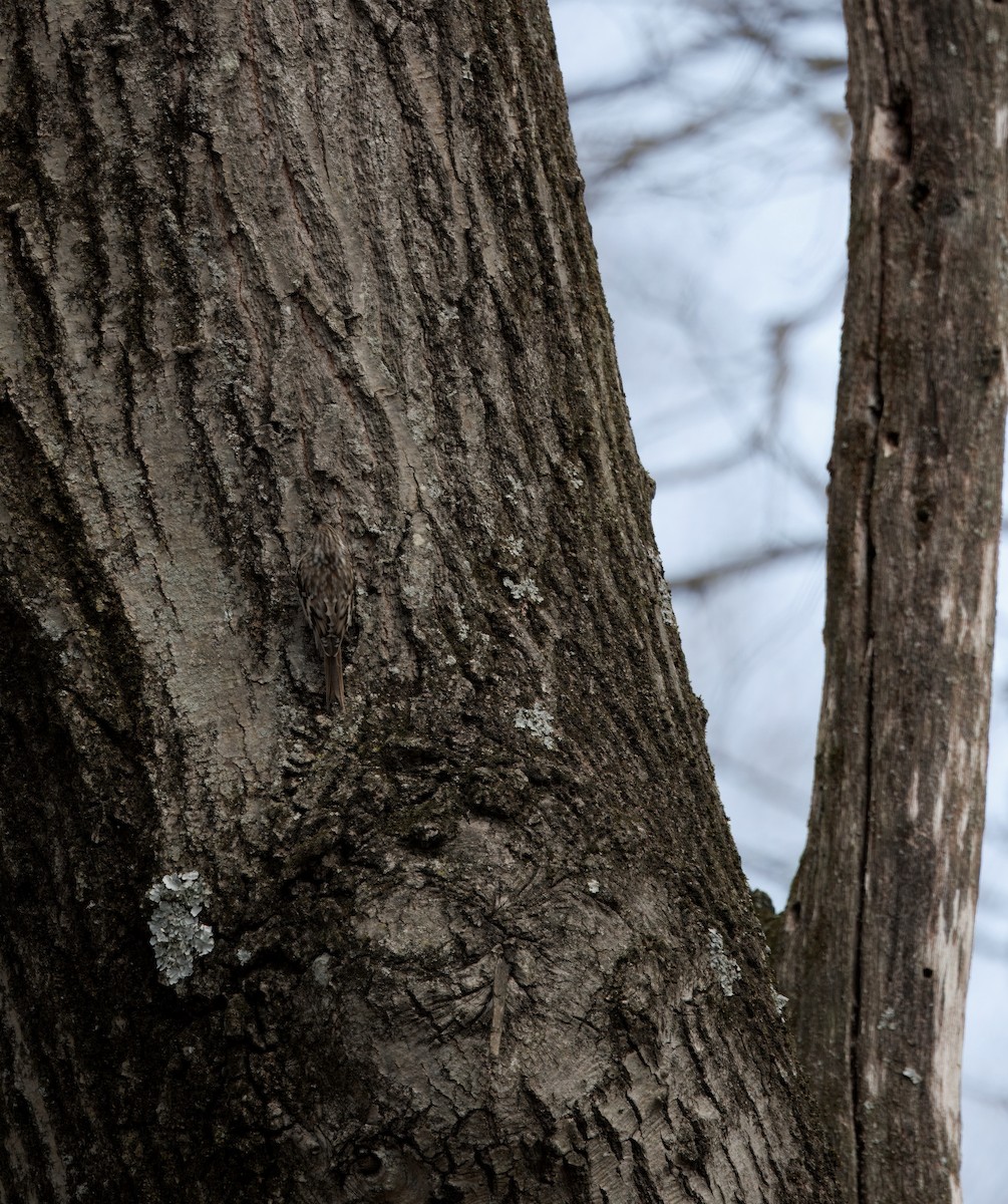 Brown Creeper - ML634440885