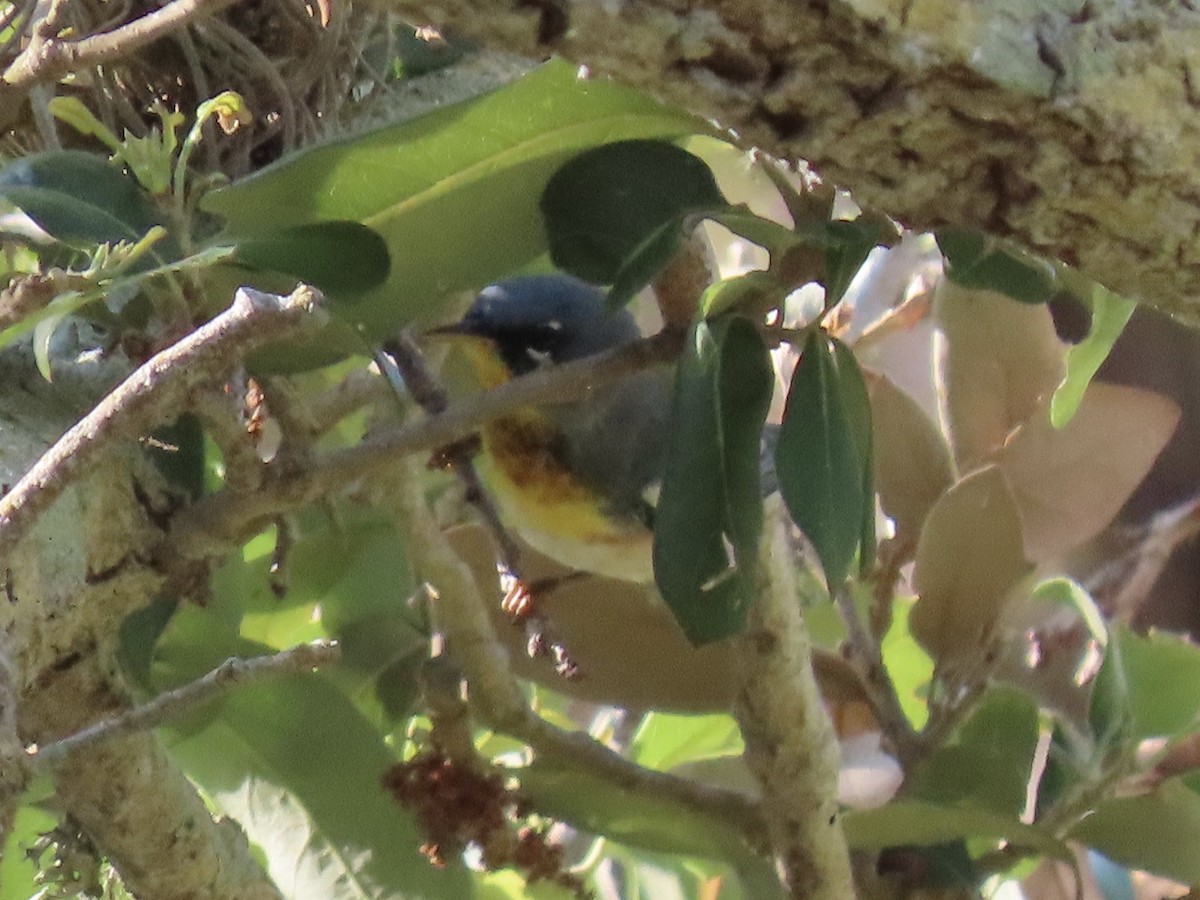 Northern Parula - ML634440901