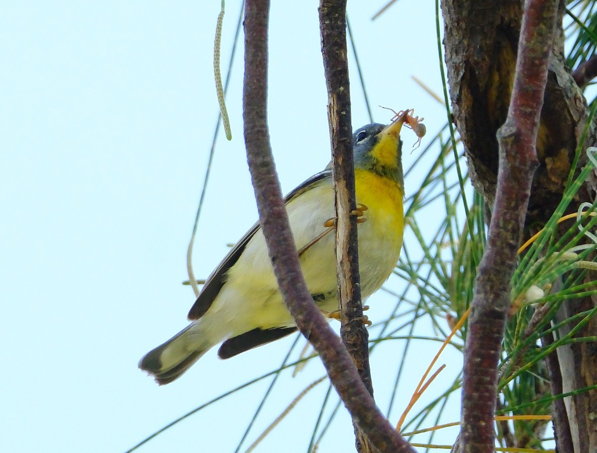 Northern Parula - ML634440950