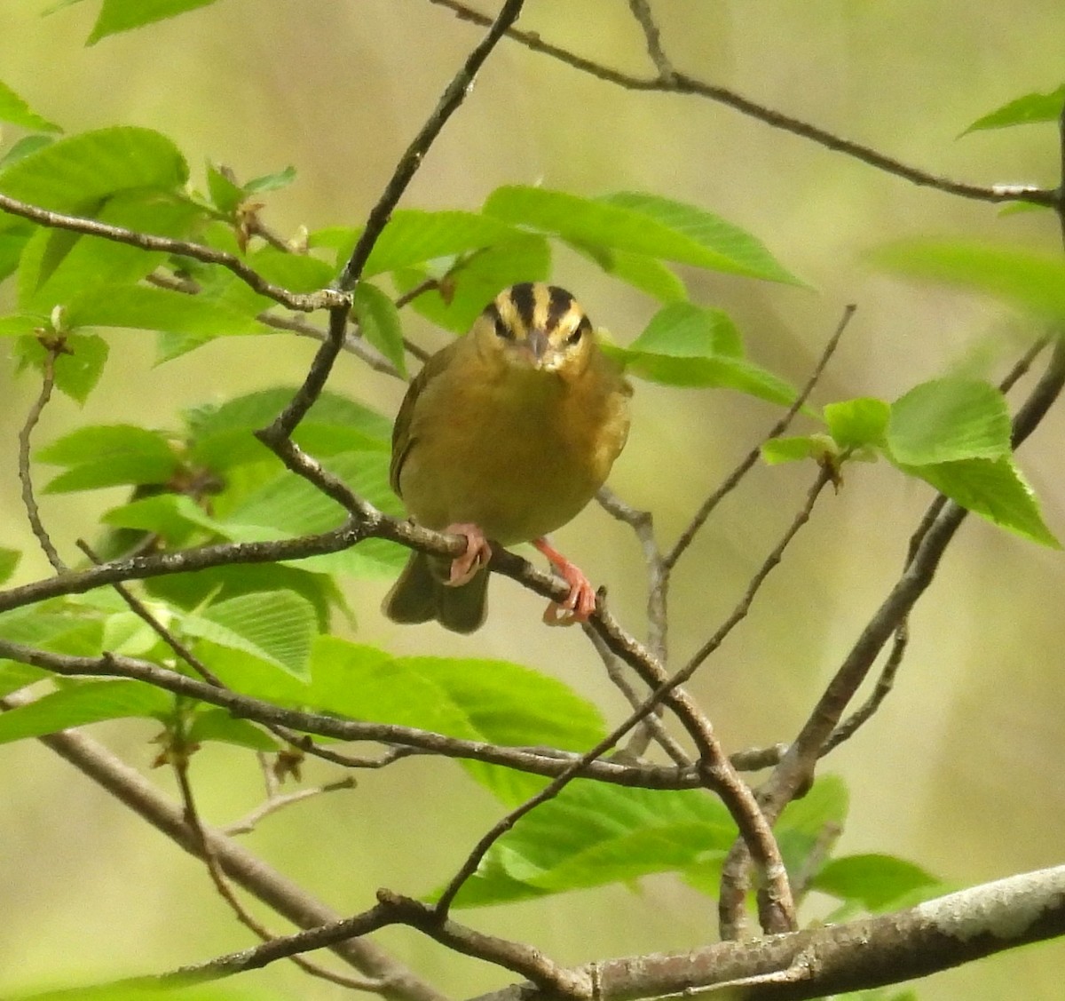 Worm-eating Warbler - ML634440984