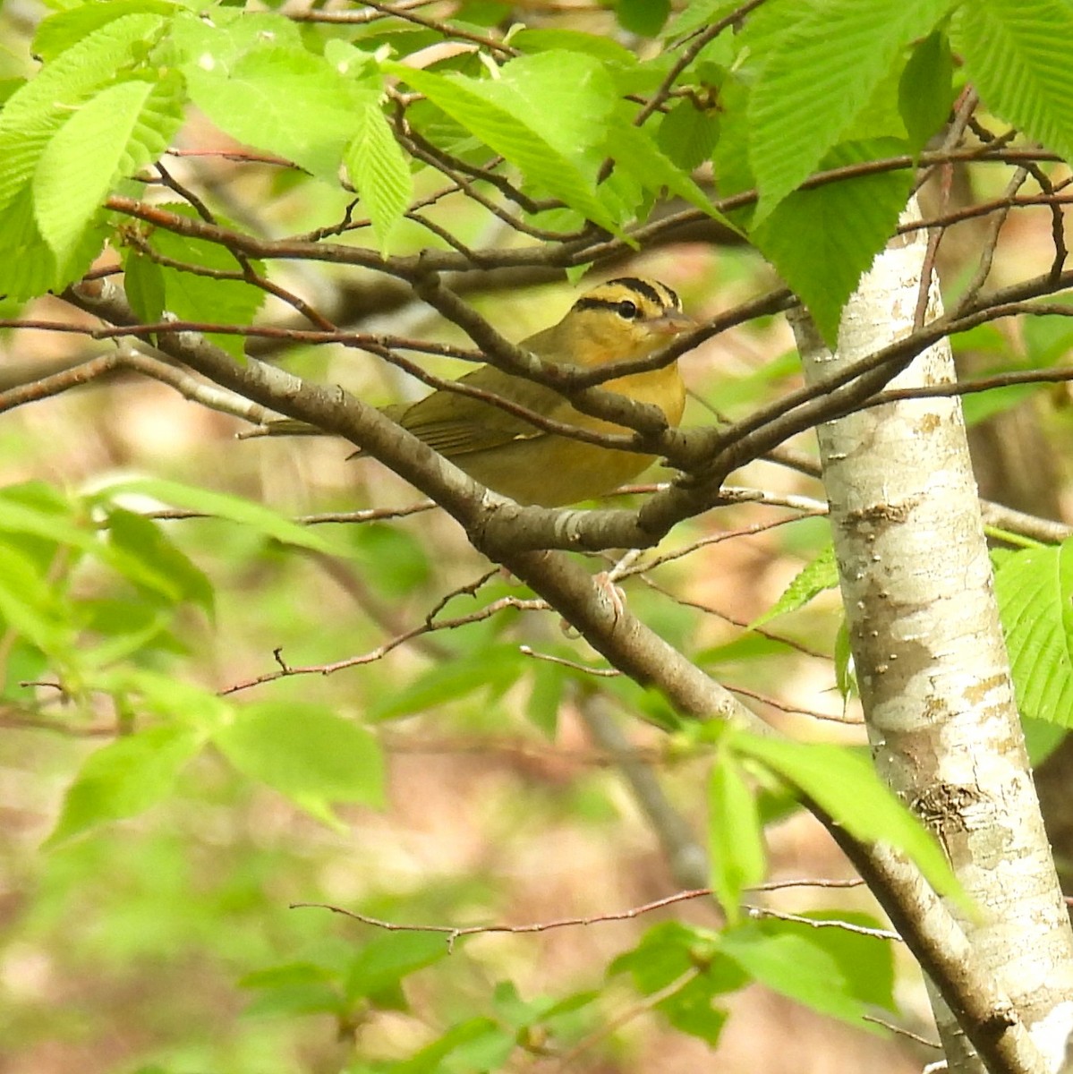 Worm-eating Warbler - ML634440985