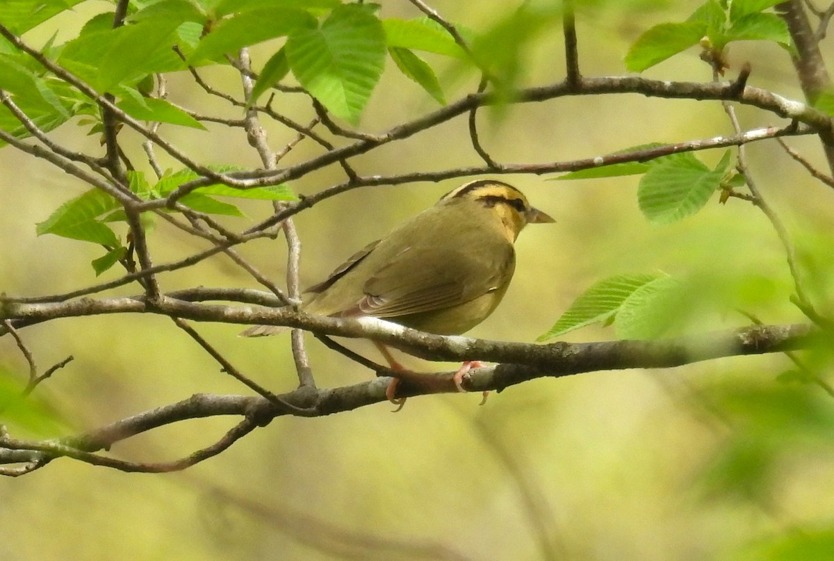 Worm-eating Warbler - ML634440986