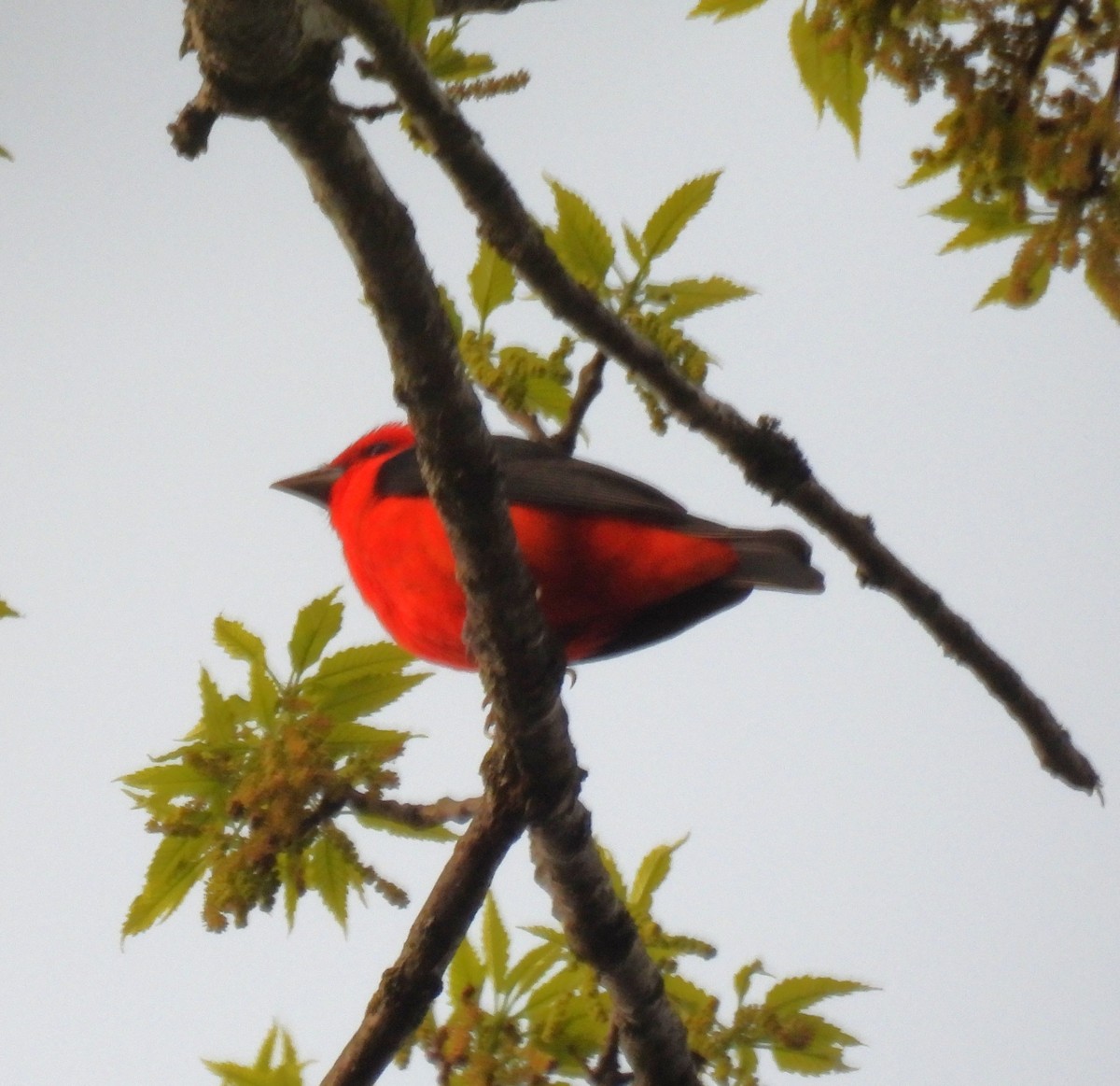 Scarlet Tanager - ML634441013