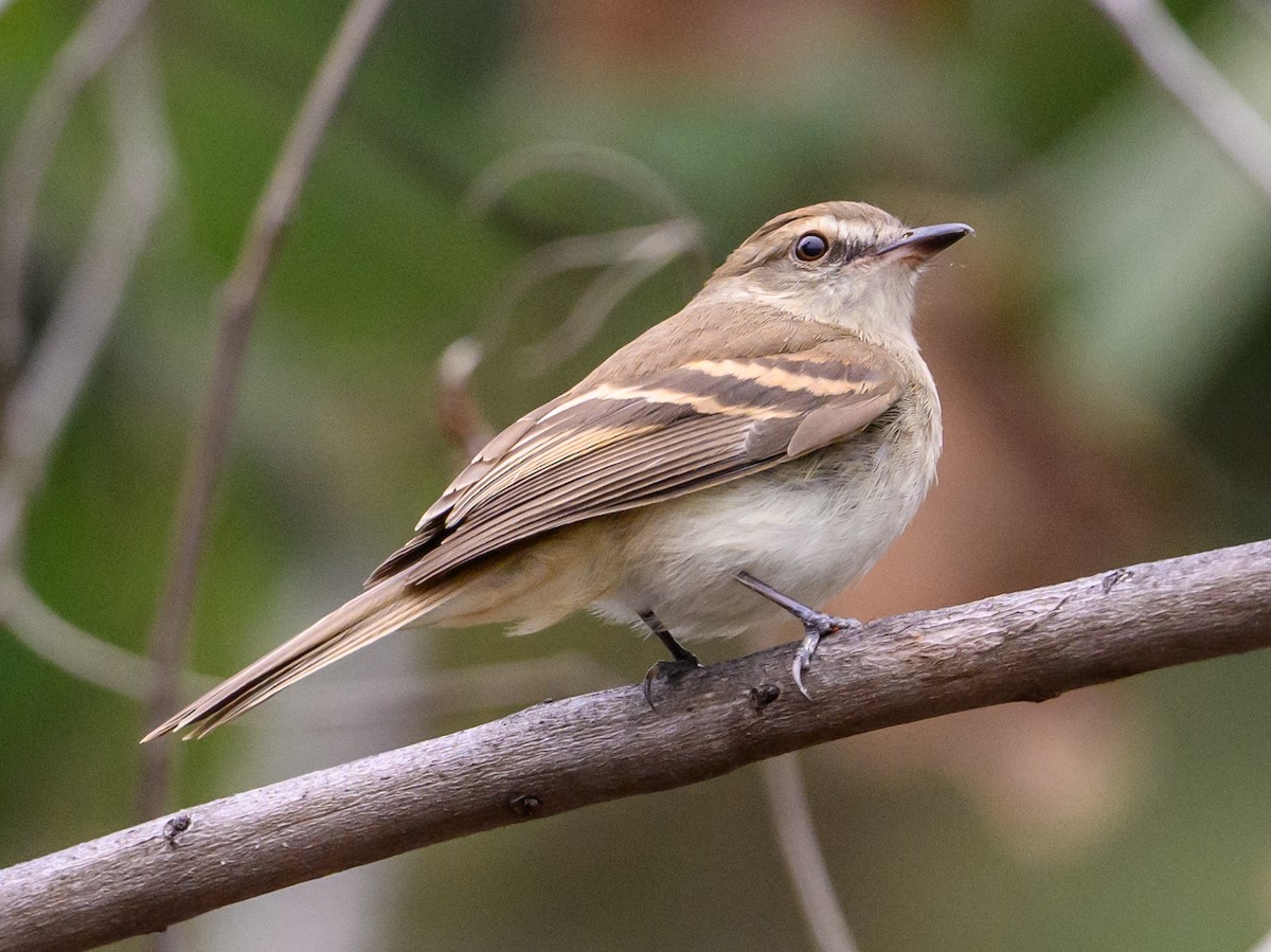 Fuscous Flycatcher - ML634441181