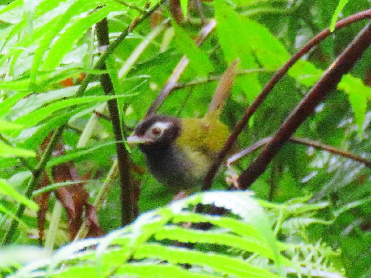 White-browed Tailorbird - ML634441363