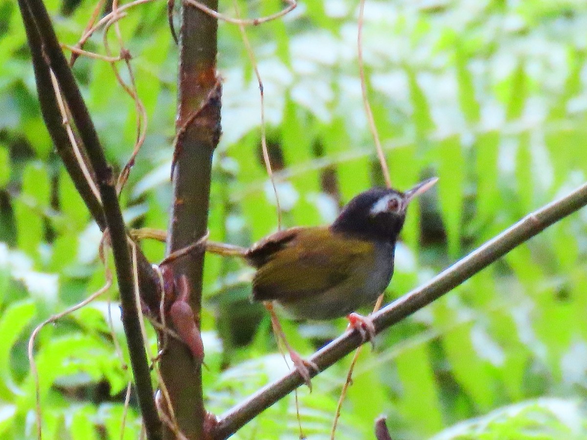 White-browed Tailorbird - ML634441377
