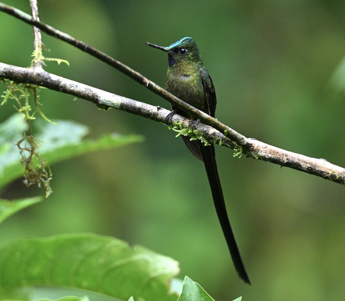 Violet-tailed Sylph - ML634441380