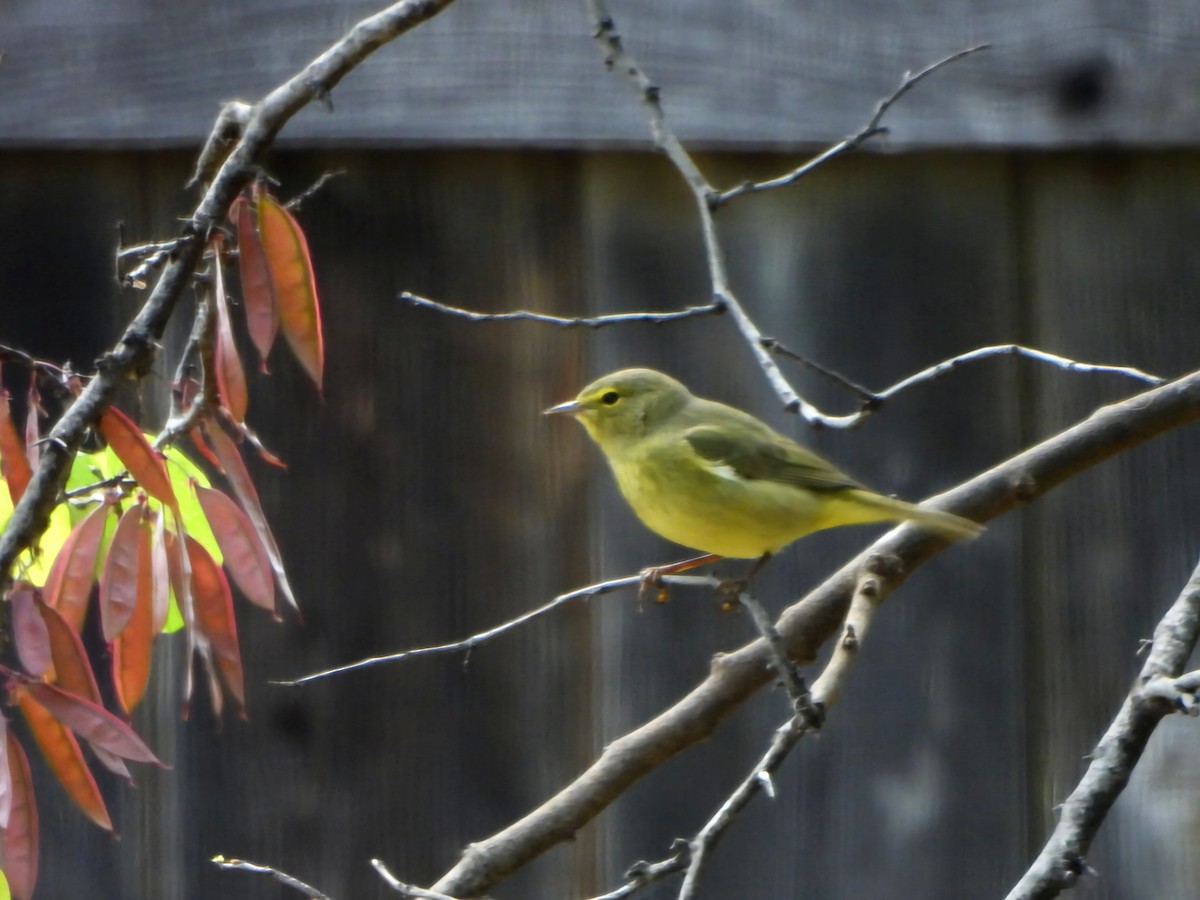 Orange-crowned Warbler - ML634441392