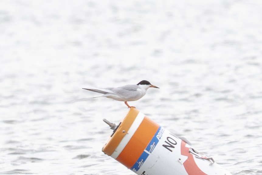 Forster's Tern - ML634441438
