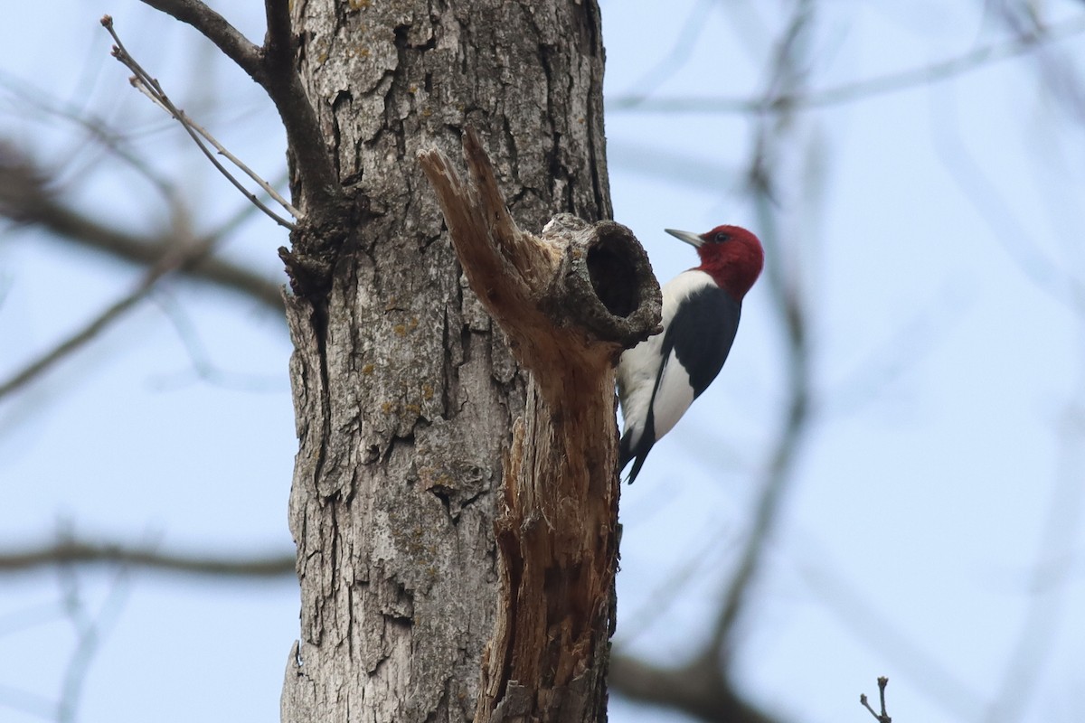 Red-headed Woodpecker - ML634441439