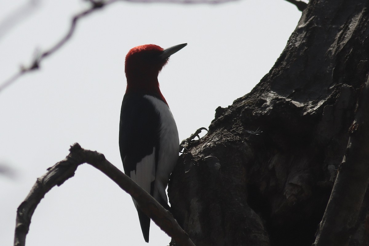 Red-headed Woodpecker - ML634441448