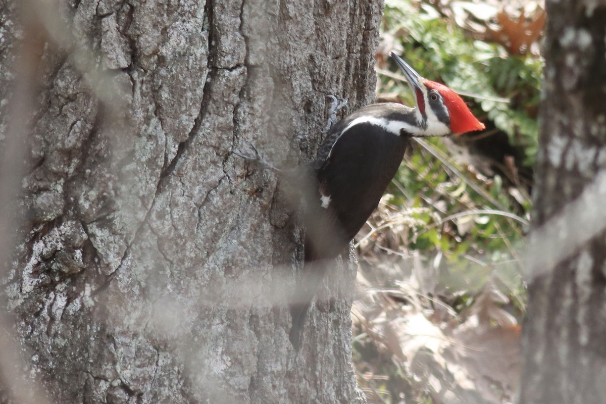Pileated Woodpecker - ML634441474