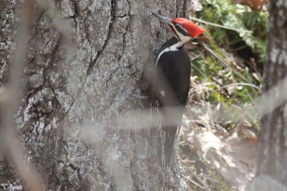 Pileated Woodpecker - ML634441480