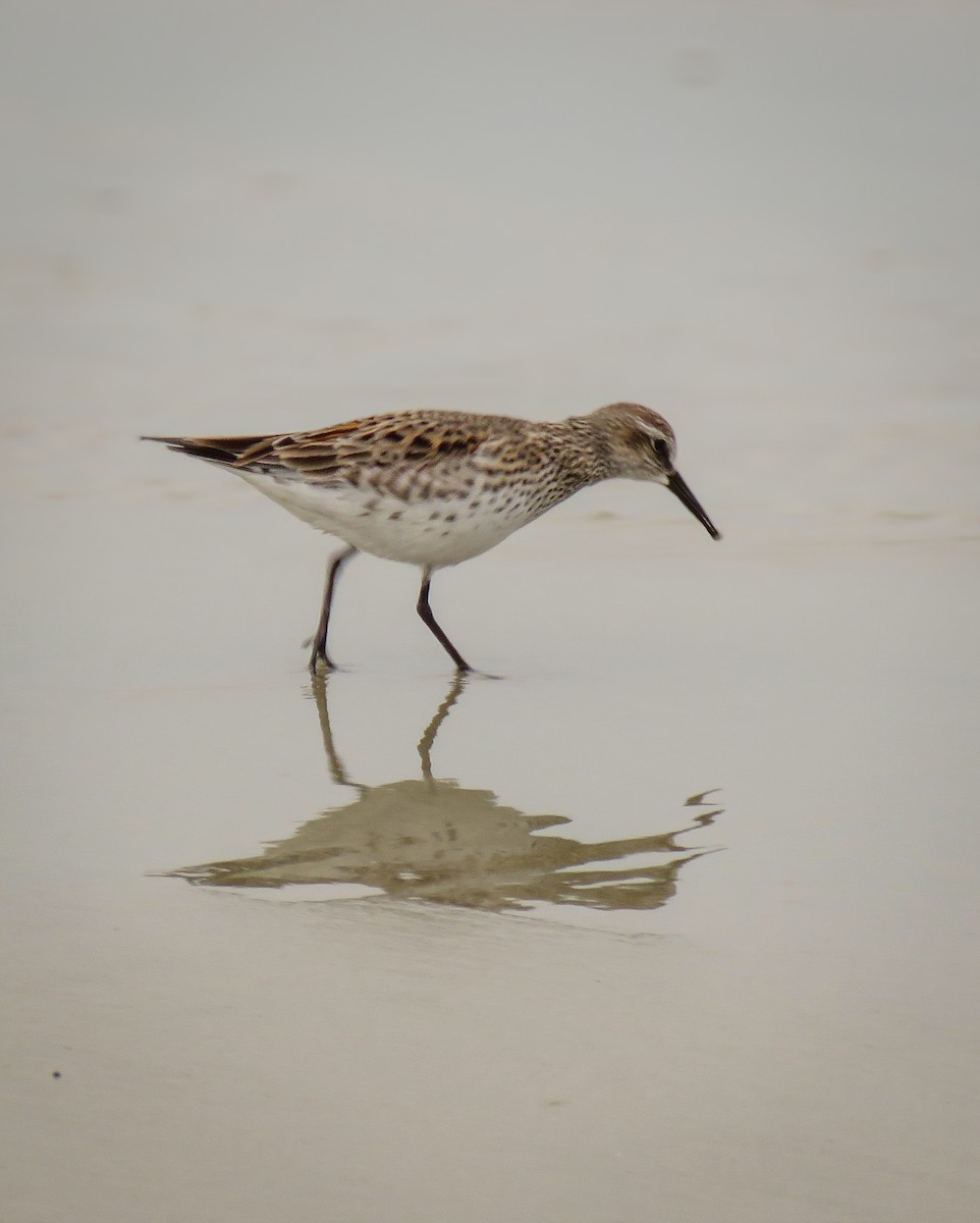 White-rumped Sandpiper - ML634441485
