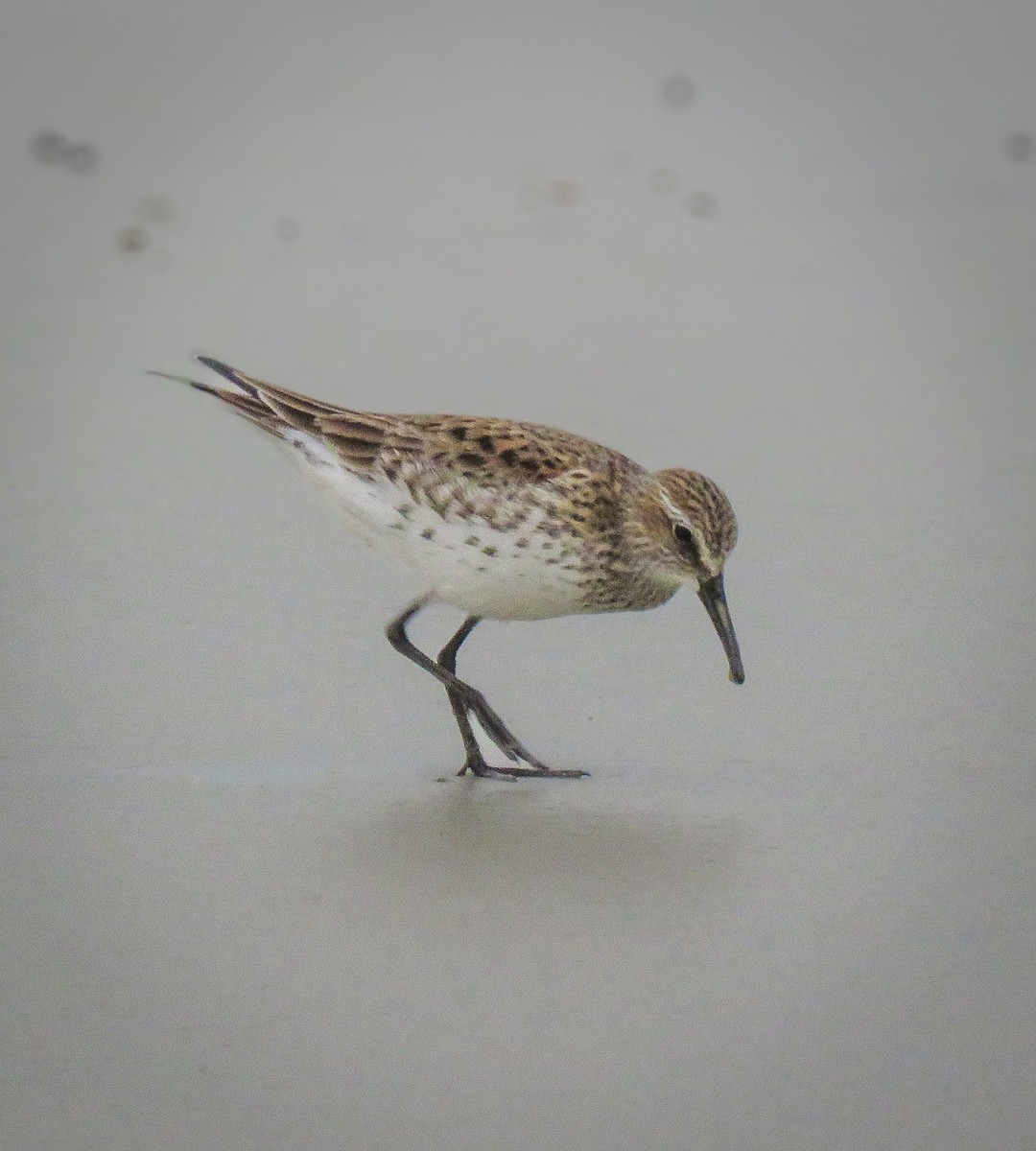 White-rumped Sandpiper - ML634441486