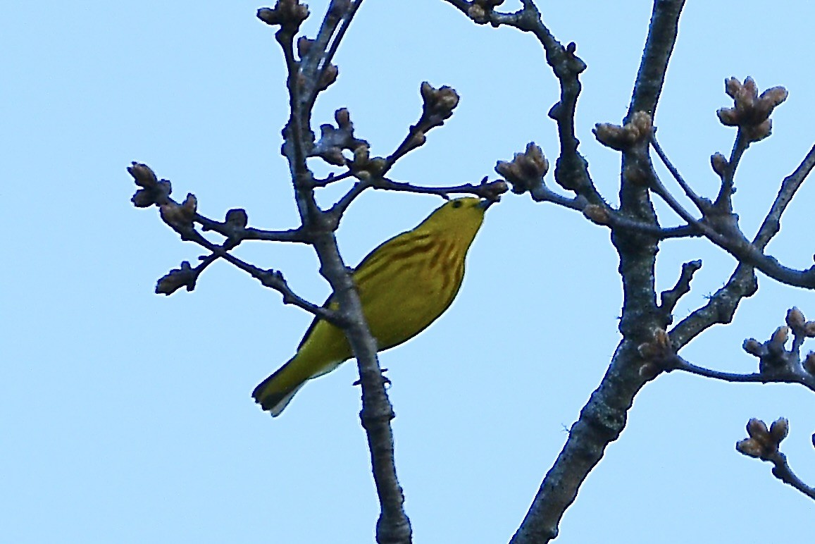 Yellow Warbler - ML634441496