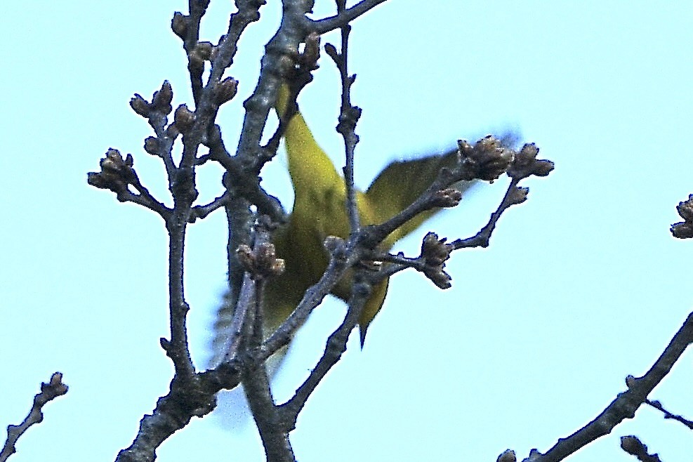 Yellow Warbler - ML634441498