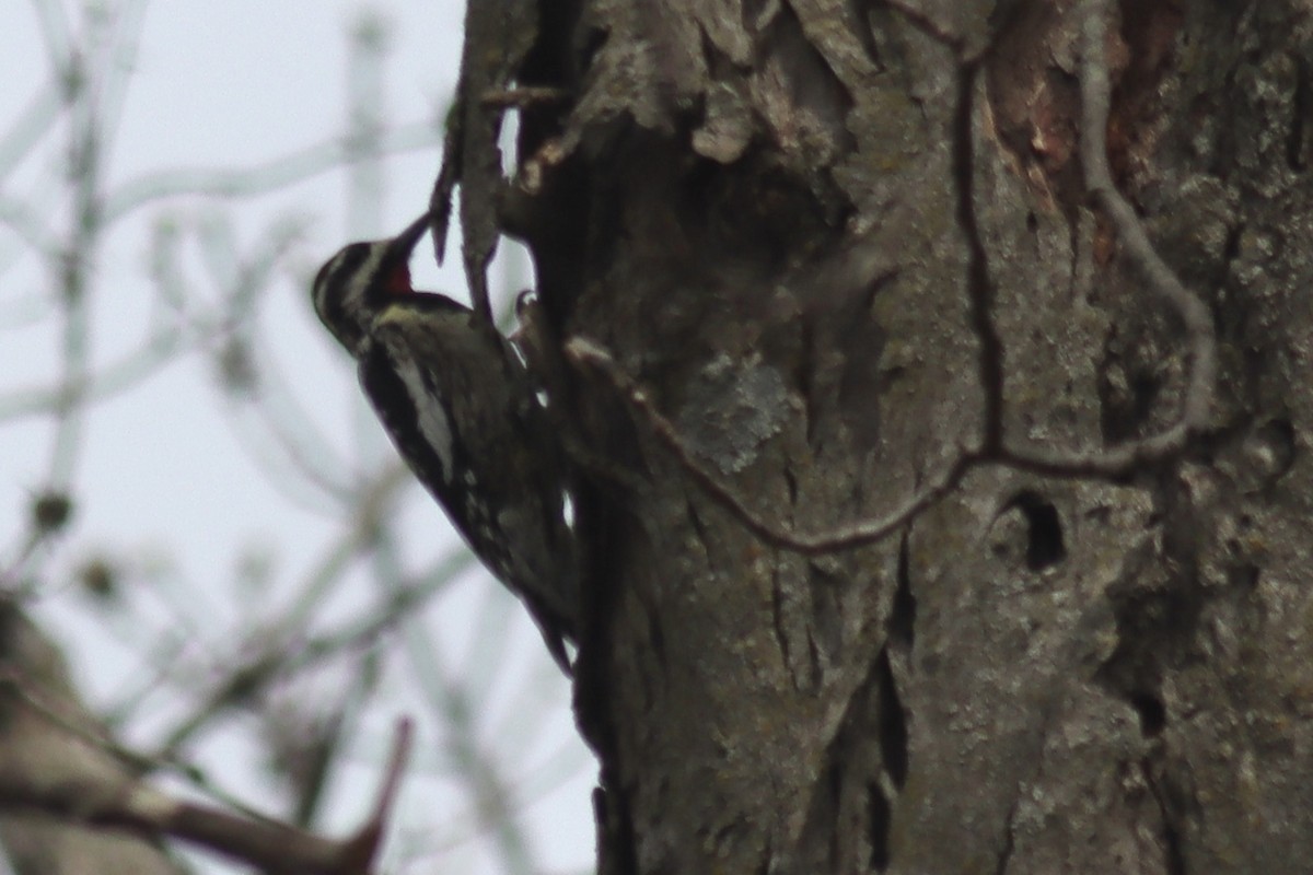 Yellow-bellied Sapsucker - ML634441506
