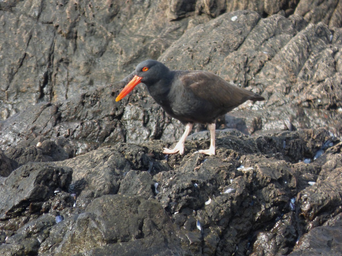 Blackish Oystercatcher - ML63444151