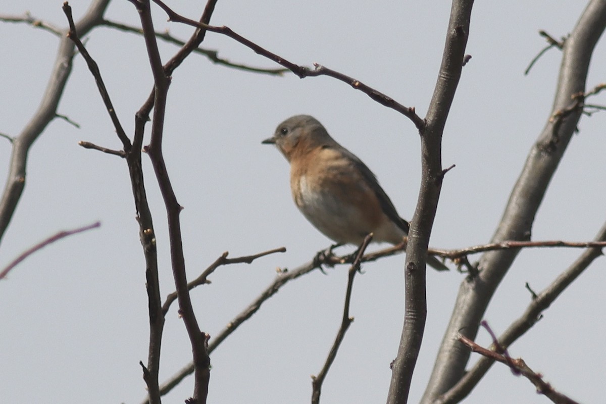 Eastern Bluebird - ML634441520