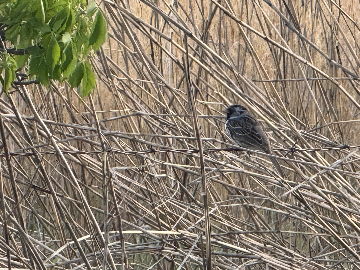 Harris's Sparrow - ML634441699