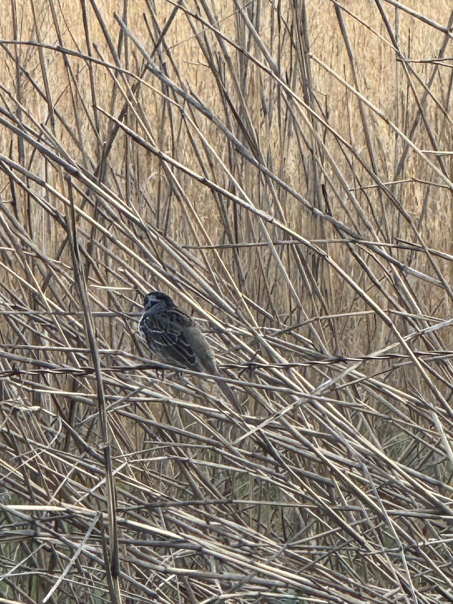 Harris's Sparrow - ML634441703