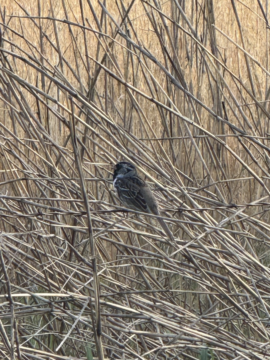 Harris's Sparrow - ML634441704