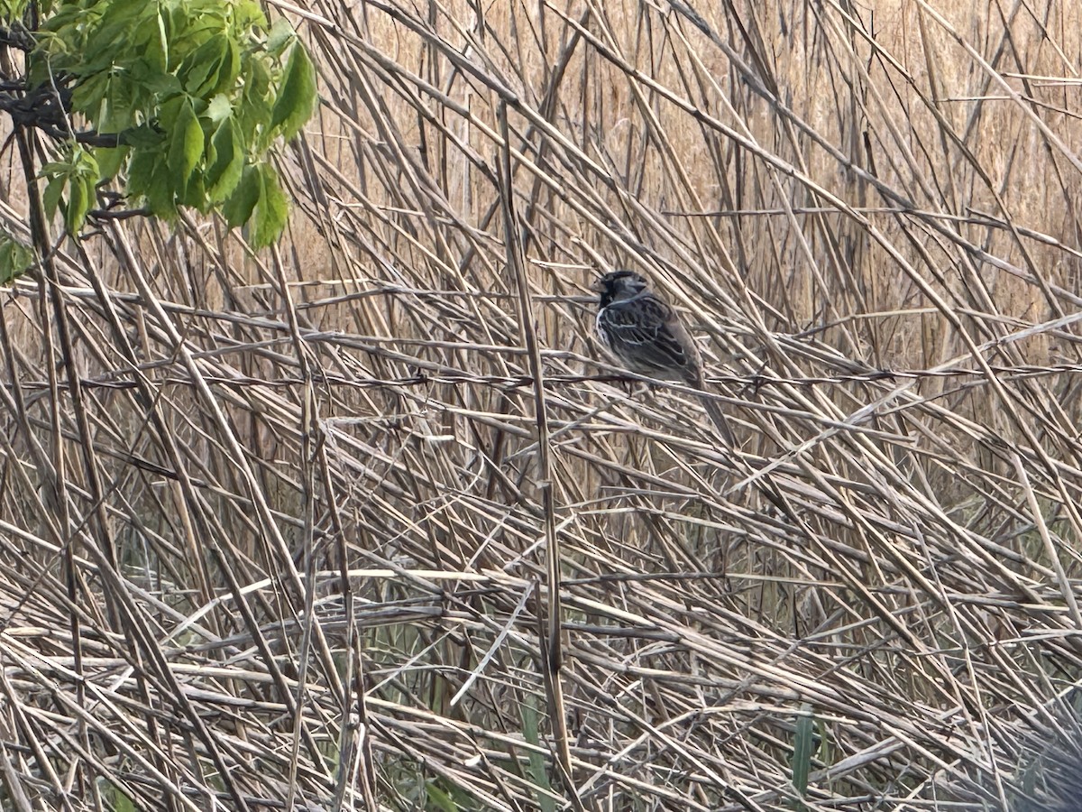 Harris's Sparrow - ML634441705