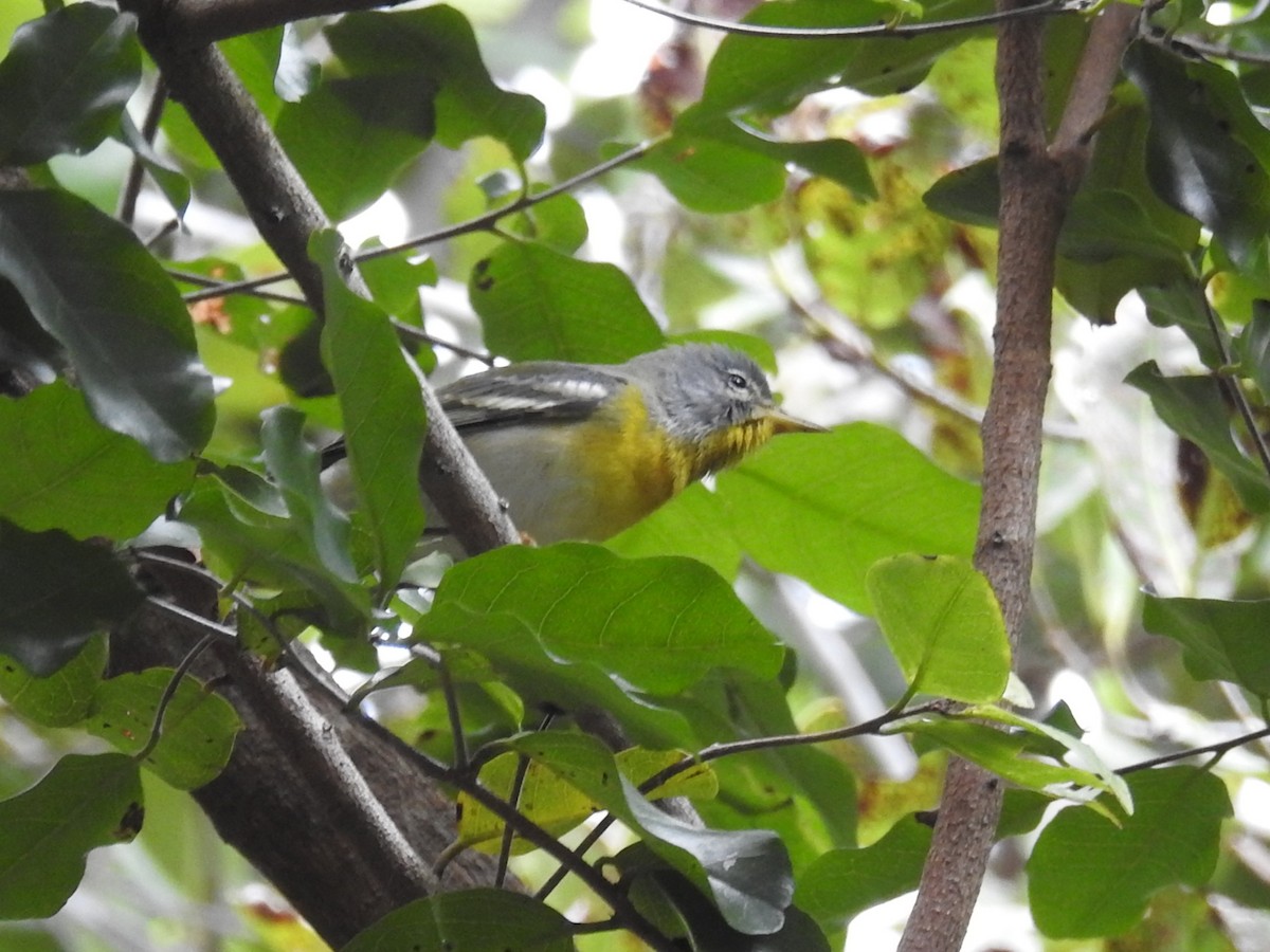 Northern Parula - ML634441862