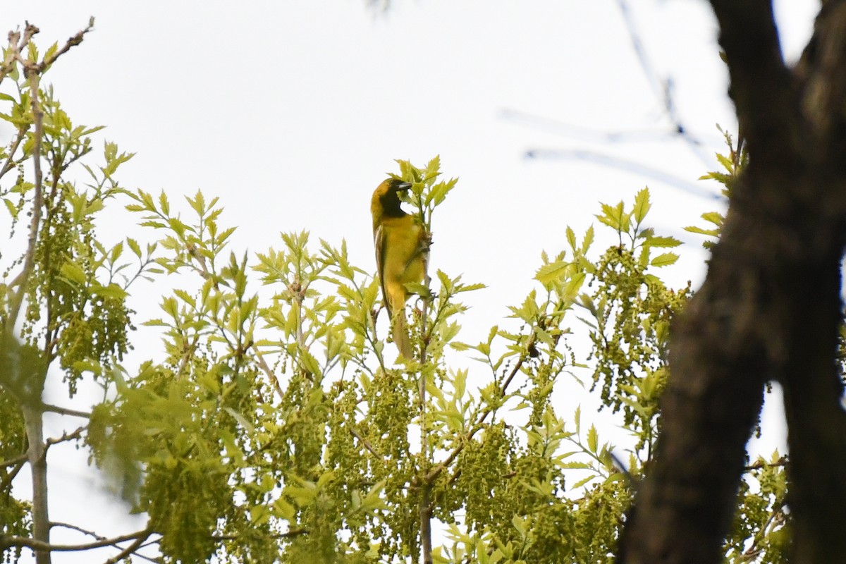 Orchard Oriole (Orchard) - ML634441883