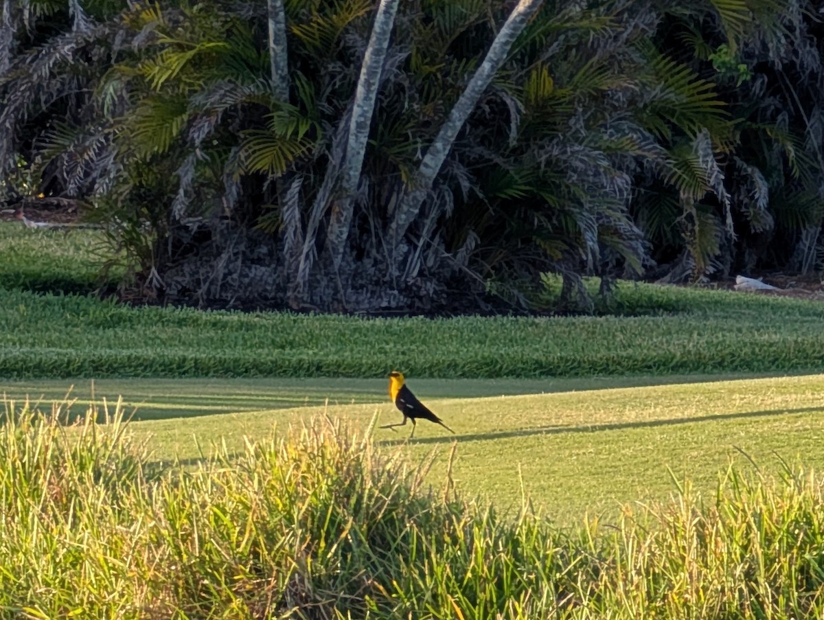 Yellow-headed Blackbird - ML634441986