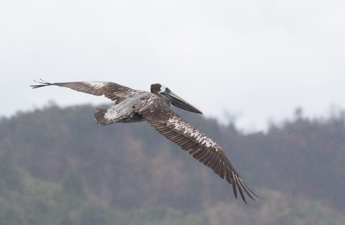 Peruvian Pelican - Sonja Ross