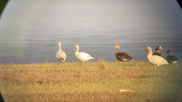 Greater White-fronted Goose - ML634442195