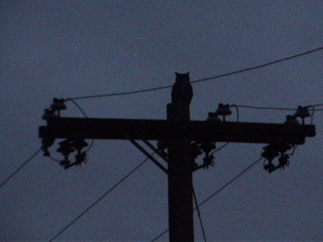 Great Horned Owl - ML634442231