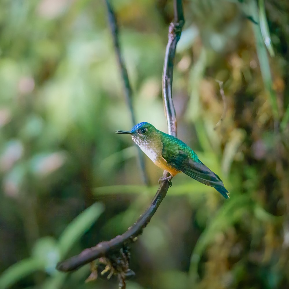 Violet-tailed Sylph - ML634442419