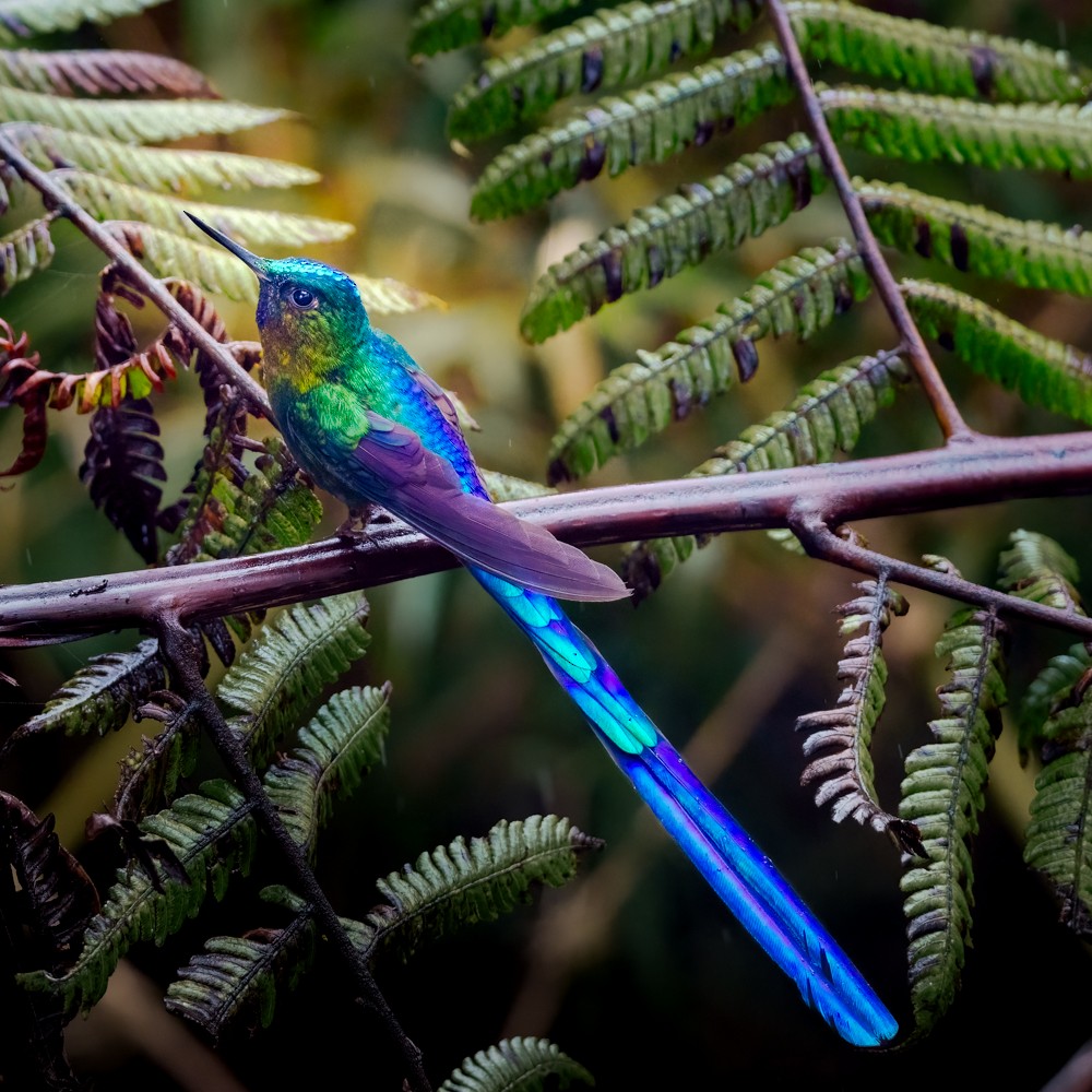Violet-tailed Sylph - ML634442420
