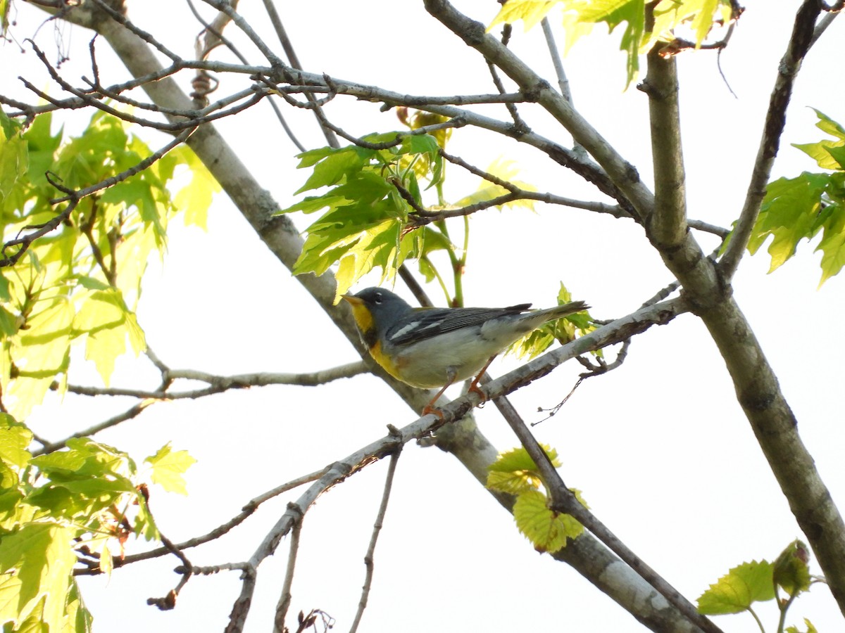 Northern Parula - ML634442446