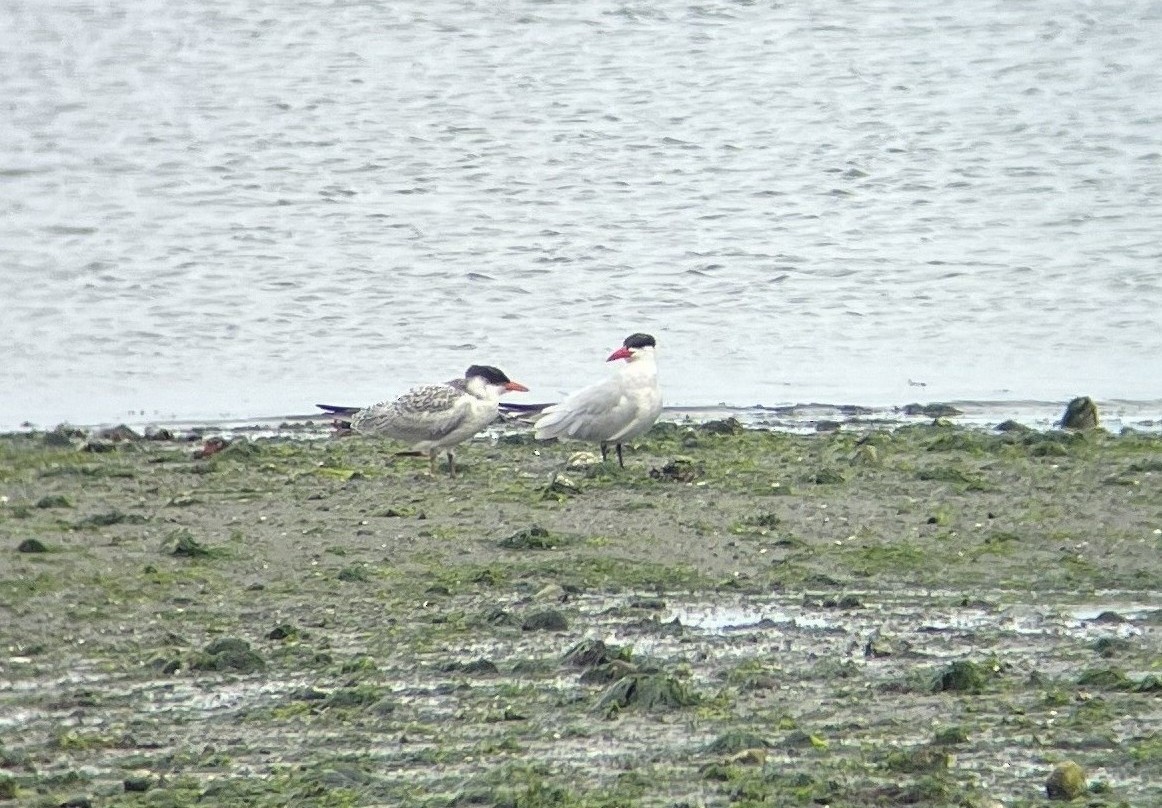 Caspian Tern - Thomas Einberger