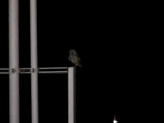 Burrowing Owl - ML634442507