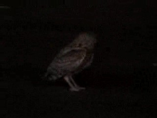 Burrowing Owl - ML634442508