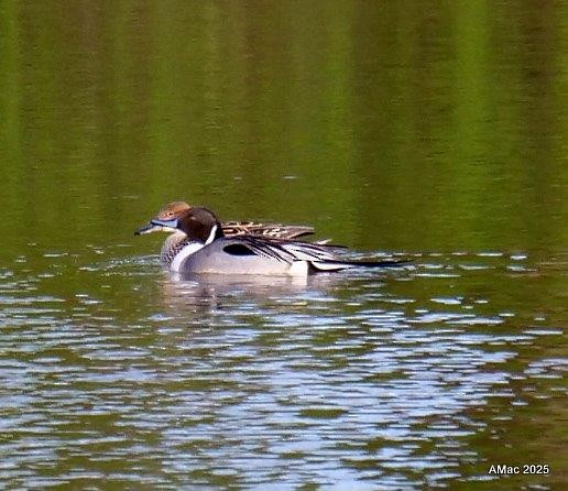 Northern Pintail - ML634442571