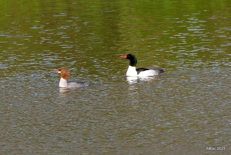 Common Merganser - ML634442585