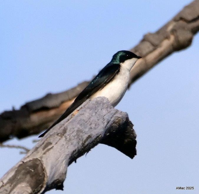 Tree Swallow - ML634442611