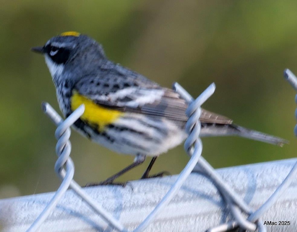 Yellow-rumped Warbler - ML634442634