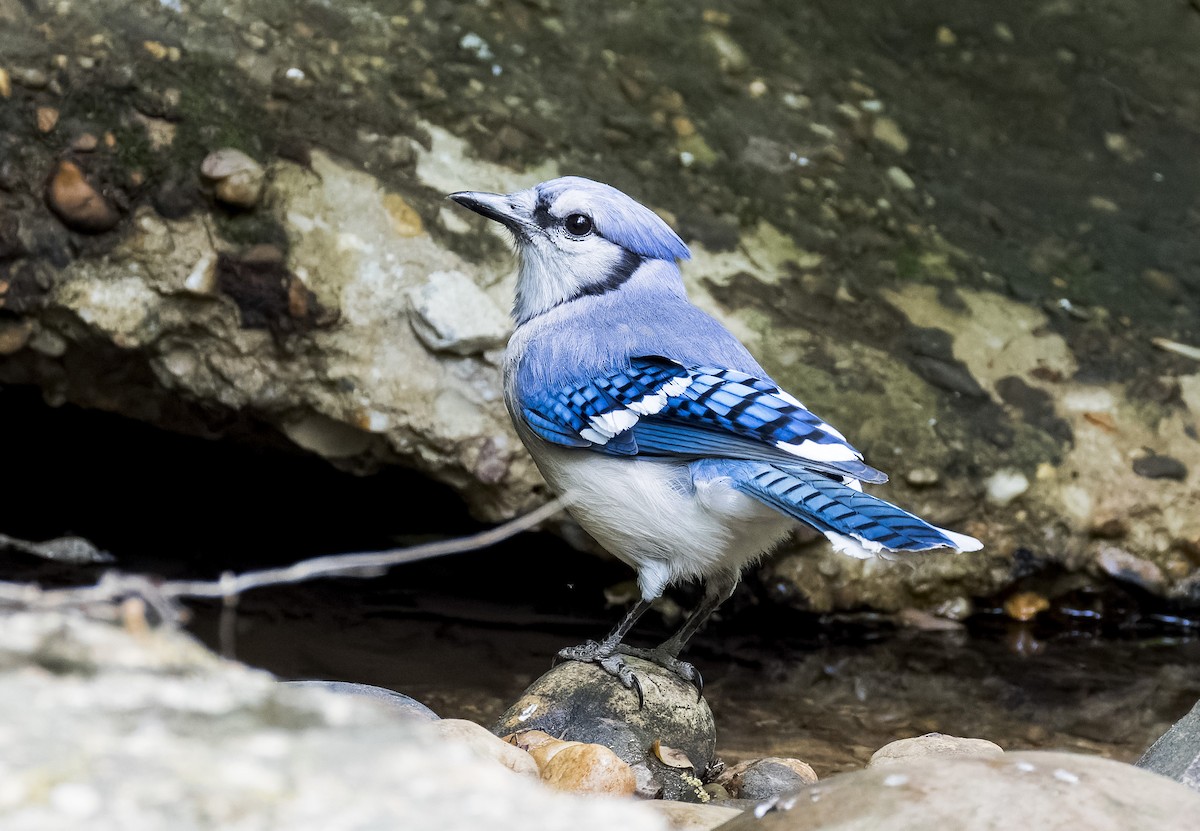 Blue Jay - ML634443004