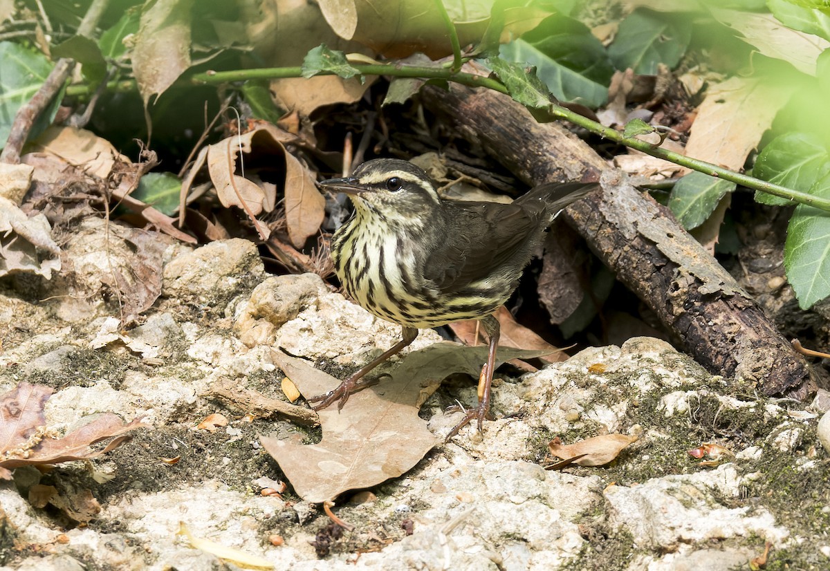 Northern Waterthrush - ML634443034