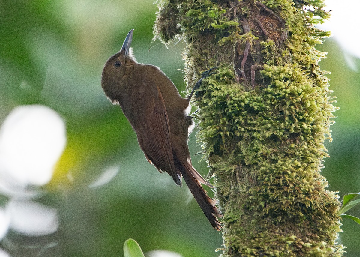 Tyrannine Woodcreeper - ML634443090