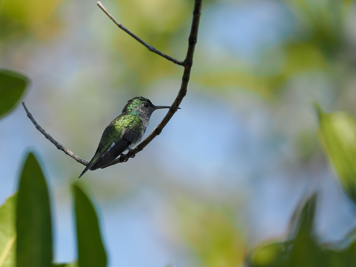 Mangrov Kolibri - ML634443119