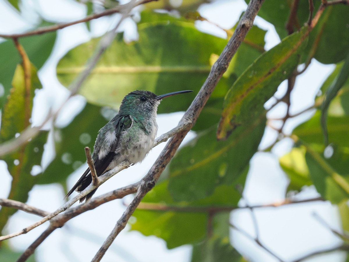 Mangrov Kolibri - ML634443121