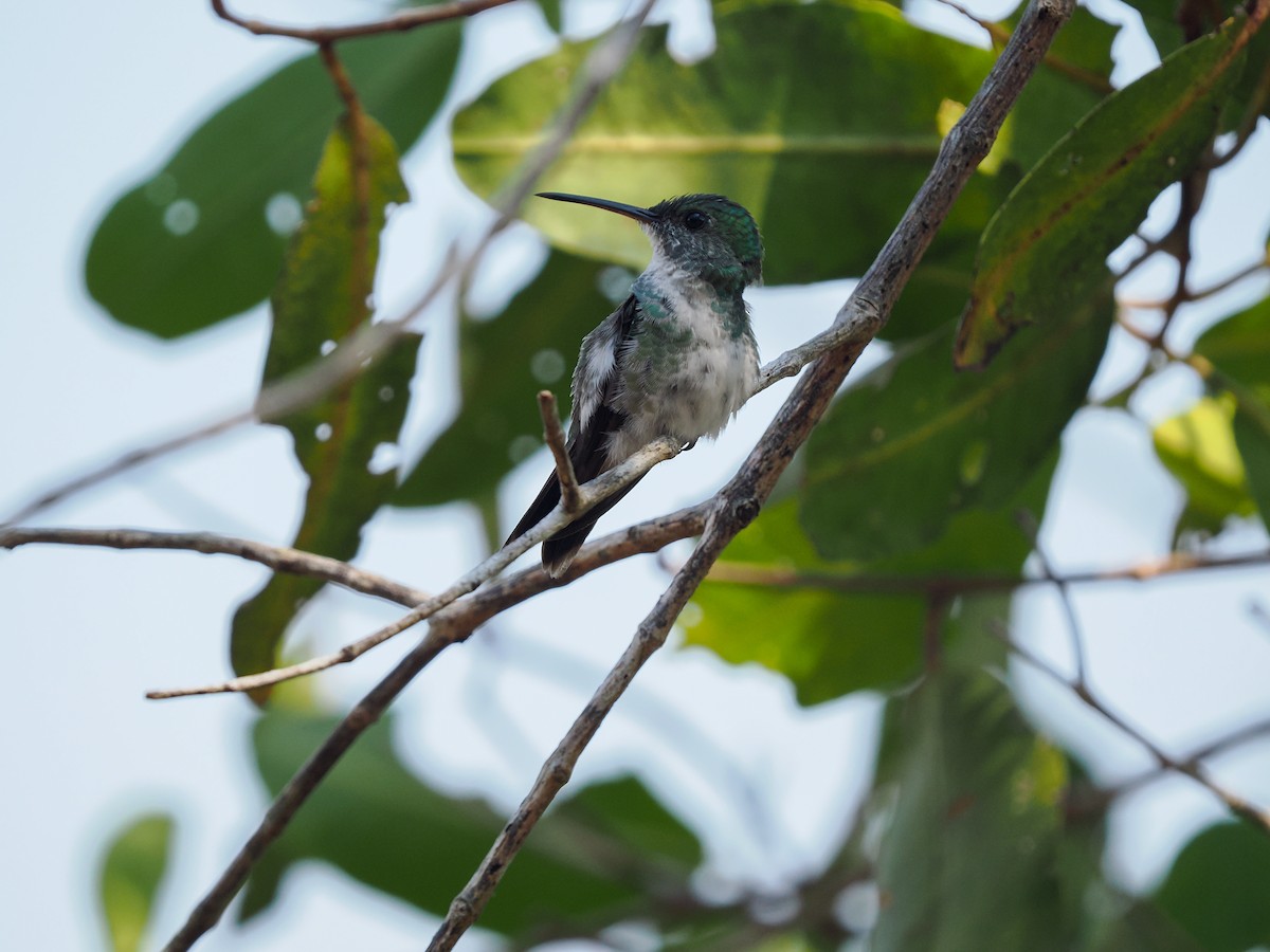 Mangrov Kolibri - ML634443122